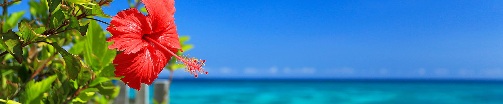 沖縄イメージ 保険をお探しなら大宮保険事務所