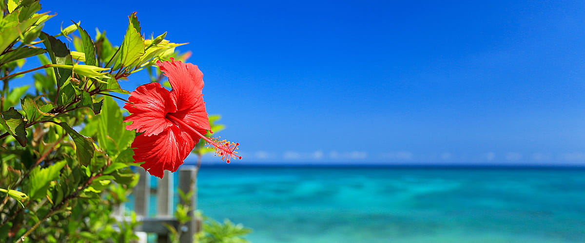 沖縄イメージ 保険をお探しなら名護市の大宮保険事務所